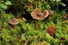 Weißgenatterter Wasserkopf, Foto 23