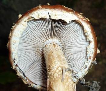 Weißgezähnelter Träuschling, Foto 3