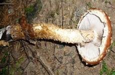 Weißgezähnelter Träuschling, Foto 13