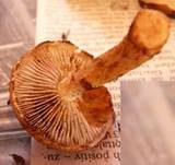 Weißgezähnelter Träuschling, Foto 18