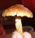 Weißgezähnelter Träuschling, Foto 23
