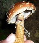 Weißgezähnelter Träuschling, Foto 28