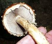 Weißgezähnelter Träuschling, Foto 32