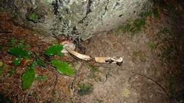 Weißgezähnelter Träuschling, Foto 33