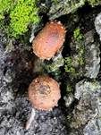Weißgezähnelter Träuschling, Foto 8