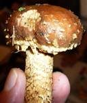 Weißgezähnelter Träuschling, Foto 10