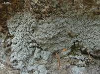 Weißgraue Lepraflechte, Foto 4