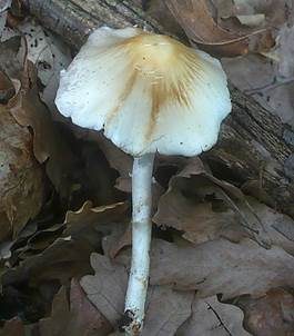 Weißgrauer Faserling, Foto 3