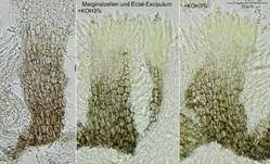 Weißgraues Weichbecherchen, Foto 10