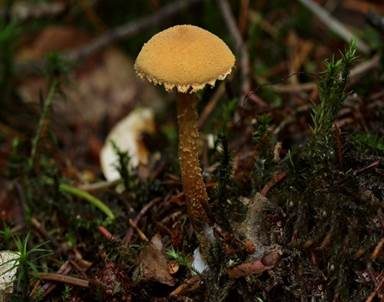 Amiant-Körnchenschirmling, Foto 4