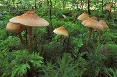 Amiant-Körnchenschirmling, Foto 8