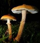 Amiant-Körnchenschirmling, Foto 9