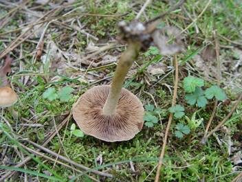 Bräunender Fälbling, Foto 3