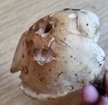 Bräunender Fälbling, Foto 9
