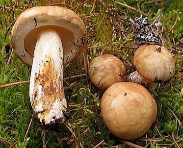 Weißgrüner Schmierröhrling, Foto 4