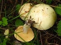 Weißgrüner Schmierröhrling, Foto 7