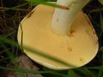 Weißgrüner Schmierröhrling, Foto 8