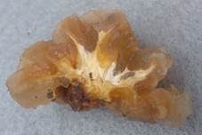 Weißkerniger Zitterling, Foto 12