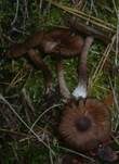 Weißknolliger Risspilz, Foto 17
