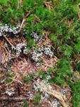 Weißköpfiger Schleimpilz, Foto 19
