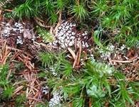 Weißköpfiger Schleimpilz, Foto 20