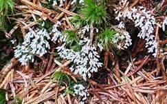 Weißköpfiger Schleimpilz, Foto 24