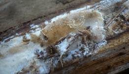 Weißliche Braunfäuletramete, Foto 9