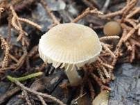Weißlicher Dachpilz, Foto 14