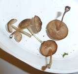 Weißlicher Dachpilz, Foto 20