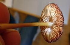 Weißlicher Dachpilz, Foto 10