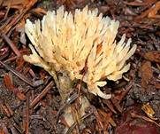 Weißlicher Keulengallertpilz, Foto 7