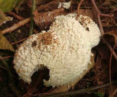 Bräunender Mehlschirmling, Foto 3