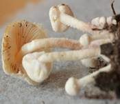 Bräunender Mehlschirmling, Foto 4