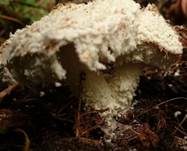 Bräunender Mehlschirmling, Foto 7