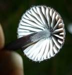 Weißmilchender Schwarzhelmling, Foto 8