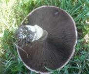 Weißschuppiger Blutegerling, Foto 6