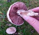 Weißschuppiger Blutegerling, Foto 9