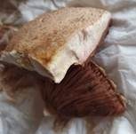 Weißschuppiger Blutegerling, Foto 11