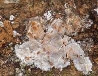 Bräunender Phragmobasidienporling, Foto 4