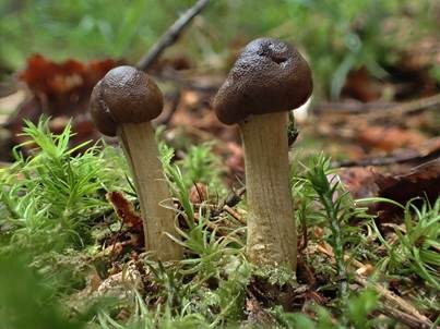 Weißstielige Kernkeule, Foto 2