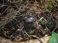 Weißstielige Kernkeule, Foto 7