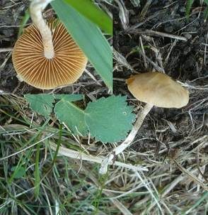 Weißstieliger Glockenschüppling, Foto 2