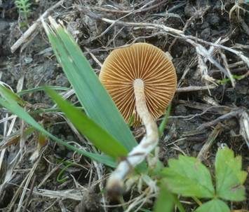 Weißstieliger Glockenschüppling, Foto 3