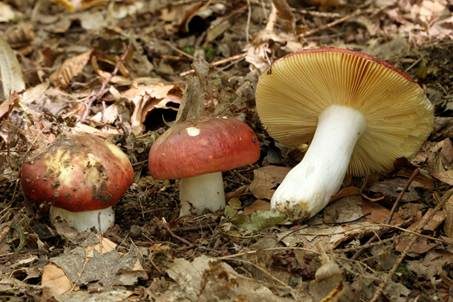 Weißstieliger Ledertäubling, Foto 2