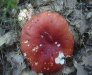 Weißstieliger Ledertäubling, Foto 13