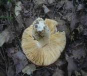 Weißstieliger Ledertäubling, Foto 14