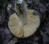 Weißstieliger Ledertäubling, Foto 16