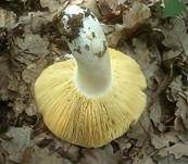 Weißstieliger Ledertäubling, Foto 7