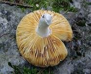 Weißstieliger Ledertäubling, Foto 9