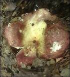 Weißstieliger Ledertäubling, Foto 11